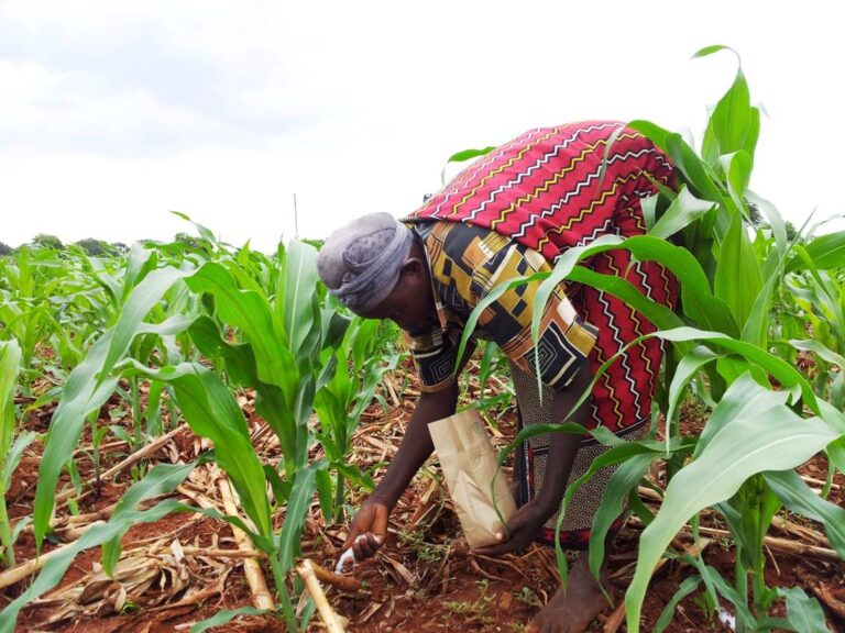 Feed Your Soil to Feed You