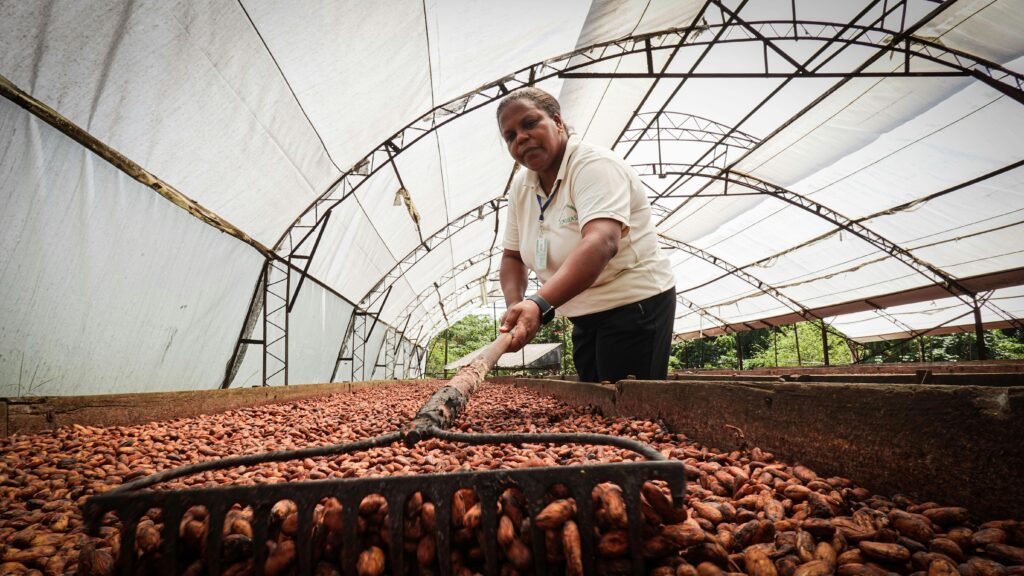 An African farmer carefully dries cocoa beans inside a greenhouse, showcasing traditional farming methods.